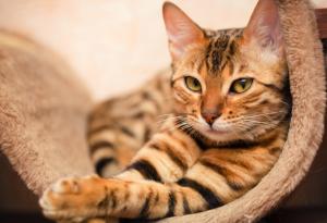 Котешки наръчник: Как да се грижим за своя човек