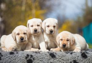 Голдън ретривър роди зелено кученце на име Мохито