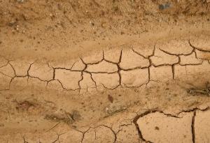 Доклад на WWF показва, че засушаванията засягат 55 млн. души годишно