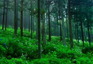 WWF засажда нова гора край Стамболийски