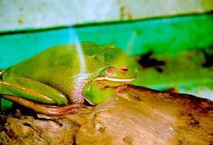 Жаби местят скали, които са по-тежки от половината от теглото им