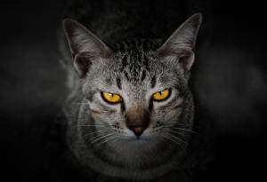 Котката на Шрьодингер – жива или мъртва
