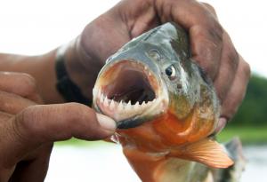 Пирани-вегетарианци с човешки зъби