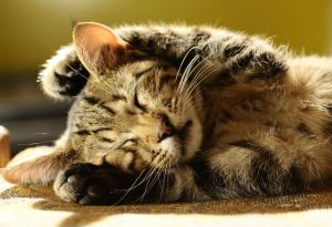 10 научнообосновани причини да имате котка