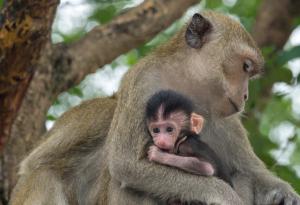 За моралното поведение при животните