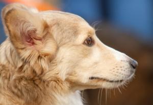 Притча за мъдрото куче