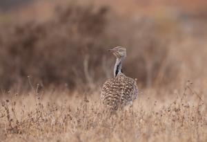Искате здрави деца? Гледайте красиви мъже