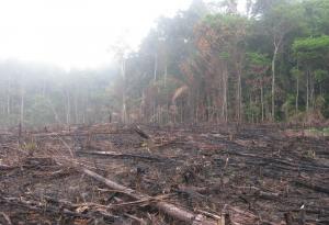 Човечеството е унищожило 10% от дивата природа на Земята само за 25 години