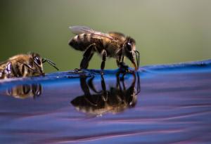 Падналите във водата пчели създават своя собствена вълна и „сърфират“, за да измъкнат