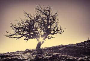 Дървото на живота - проверете вътрешната си хармония с този тест