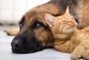 15 котки, влюбени до уши в своите приятели, кучетата