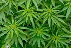 Пещерните хора са използвали канабис 