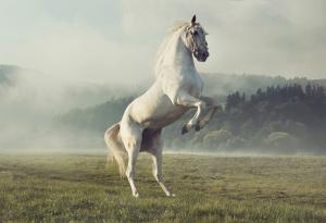 Притча за белия кон