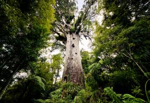 Едно от най-великолепните дървета в Нова Зеландия е в опасност
