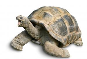 Костенурки дишат през задните си части, за да оцелеят под замръзналата вода