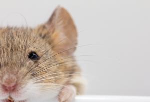 Учени възстановиха изгубени спомени чрез светлина