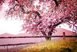 Честита пролет!