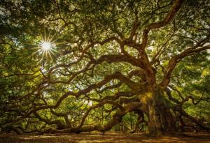 Дървото, погълнало велосипед