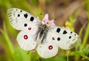 Най-здравата защита на банковите ни сметки? Пеперудените криле!