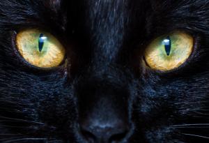 Ето защо котките имат толкова странни очи