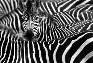 Австриец спечели дългогодишна съдебна битка да си смени фамилията на „Зебра“