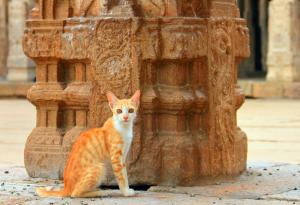 Вързаната котка