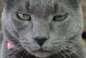 12 причини защо котките са по-добри от мъжете