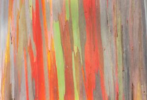 Изкуството на природата - цветните евкалиптови дървета