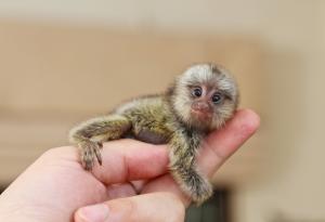 Петима страхотни бащи от царството на животните