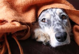 15 снимки на животни, които умело ни внушават чувство за вина