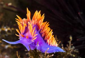 Отровата на лилавия морски охлюв може да помогне в борбата с рака