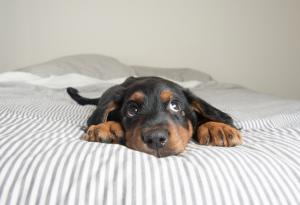 20  поспаливи кучета, които определено няма да ви оставят да си легнете в леглото тази вечер