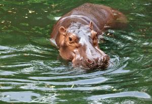 Магическата пот на хипопотамите
