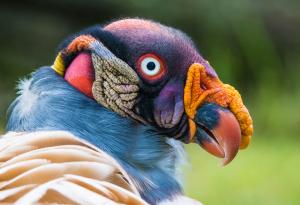 10 птици, които приличат на извънземни