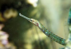 Мъжки риби могат да раждат