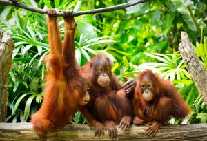 Орангутаните си говорят с жестове