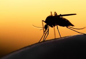 Генното инженерство и заболяванията: В битка с маларията