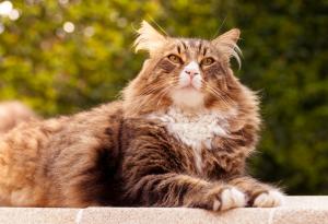 12 котки от породата мейн кун, пред които вашата собствена ще прилича на дребосък