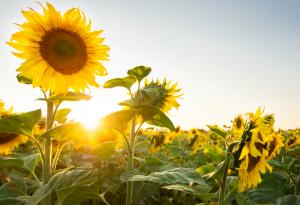 Халил Джубран за целите и мечтите