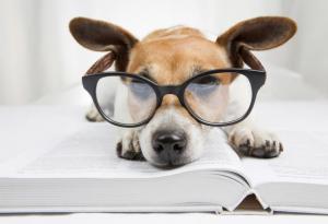 Вашето куче не е най-умното, твърди науката