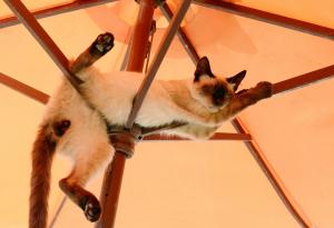 21 котки, овладели изкуството на сън-фу