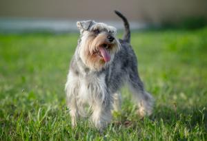 Куче припада от радост, след като се събира със стопанката си след 2 години