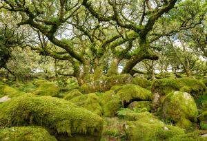 6 истински и красиви гори, излезли сякаш от някоя приказка