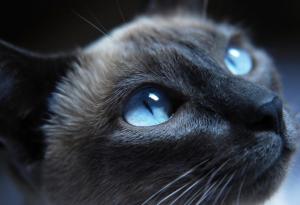 Човешкото зрение и зрението на животните