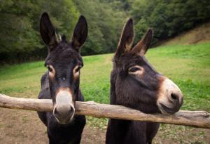 Притча за двете магарета