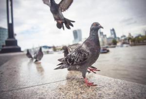 Откриха крила от птица на 99 милиона години