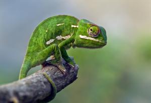 Виц: Що е то хамелеон?