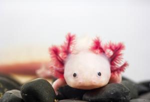 Видео: Розовото водно чудовище