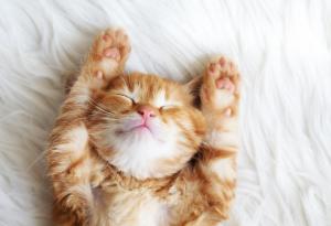 Ето защо котките спят толкова много