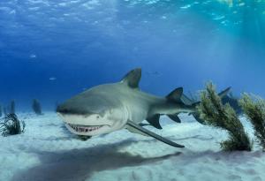 Акулите се друсат с водорасли